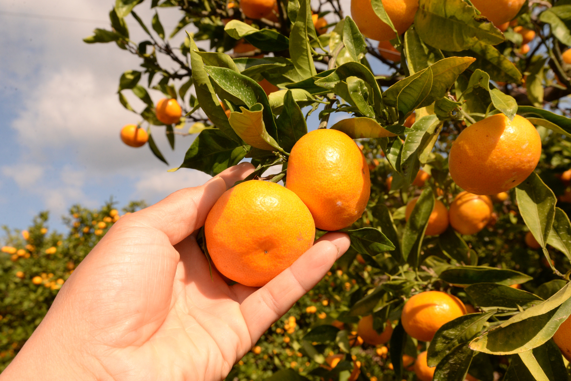 採れたてが食べ放題!和歌山県のおすすめみかん狩り5選