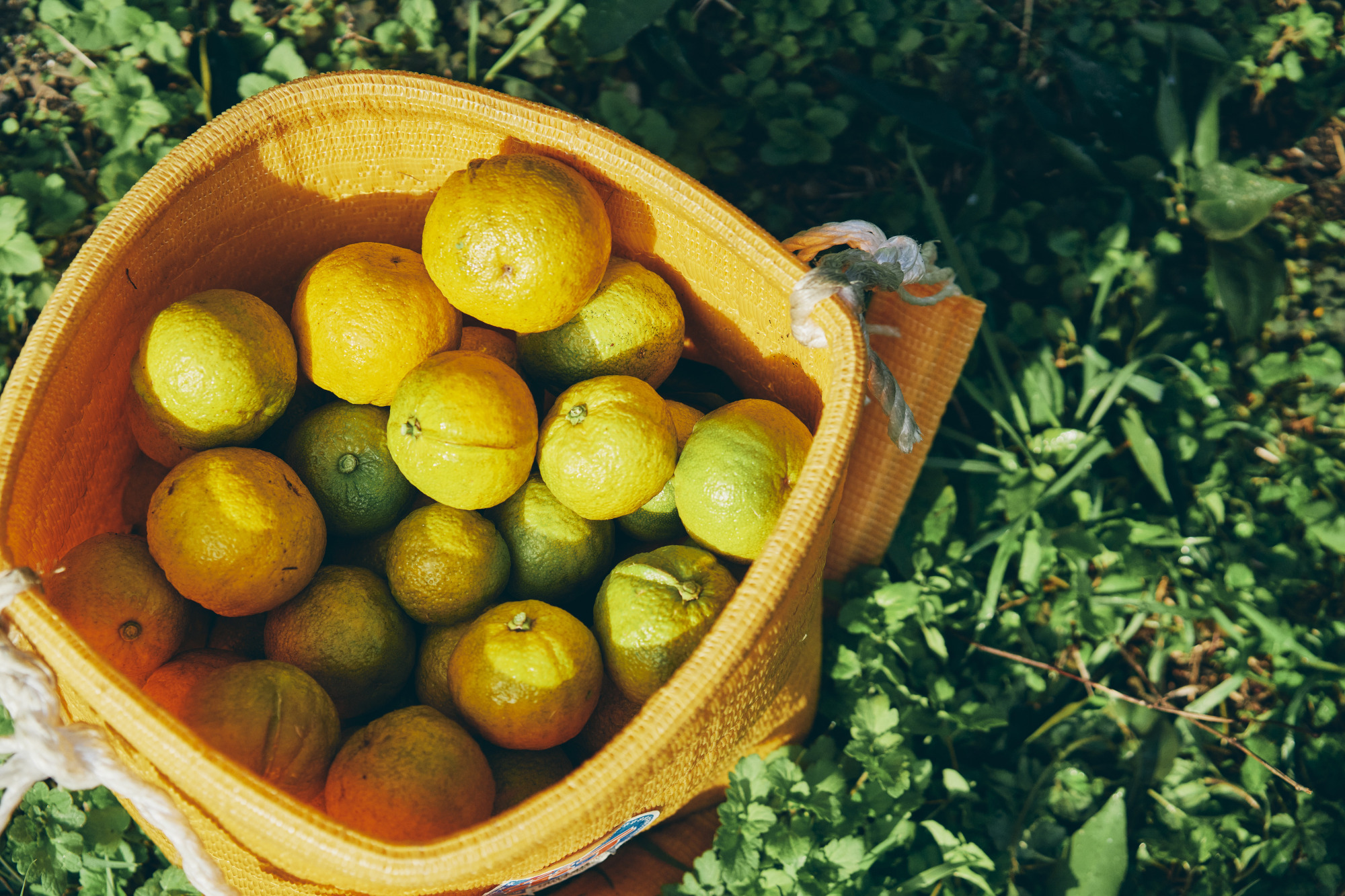 花粉症も邪気も吹き飛ばす“秘境”北山村へ。～“日本唯一”が３つもある山あいの小さな村～