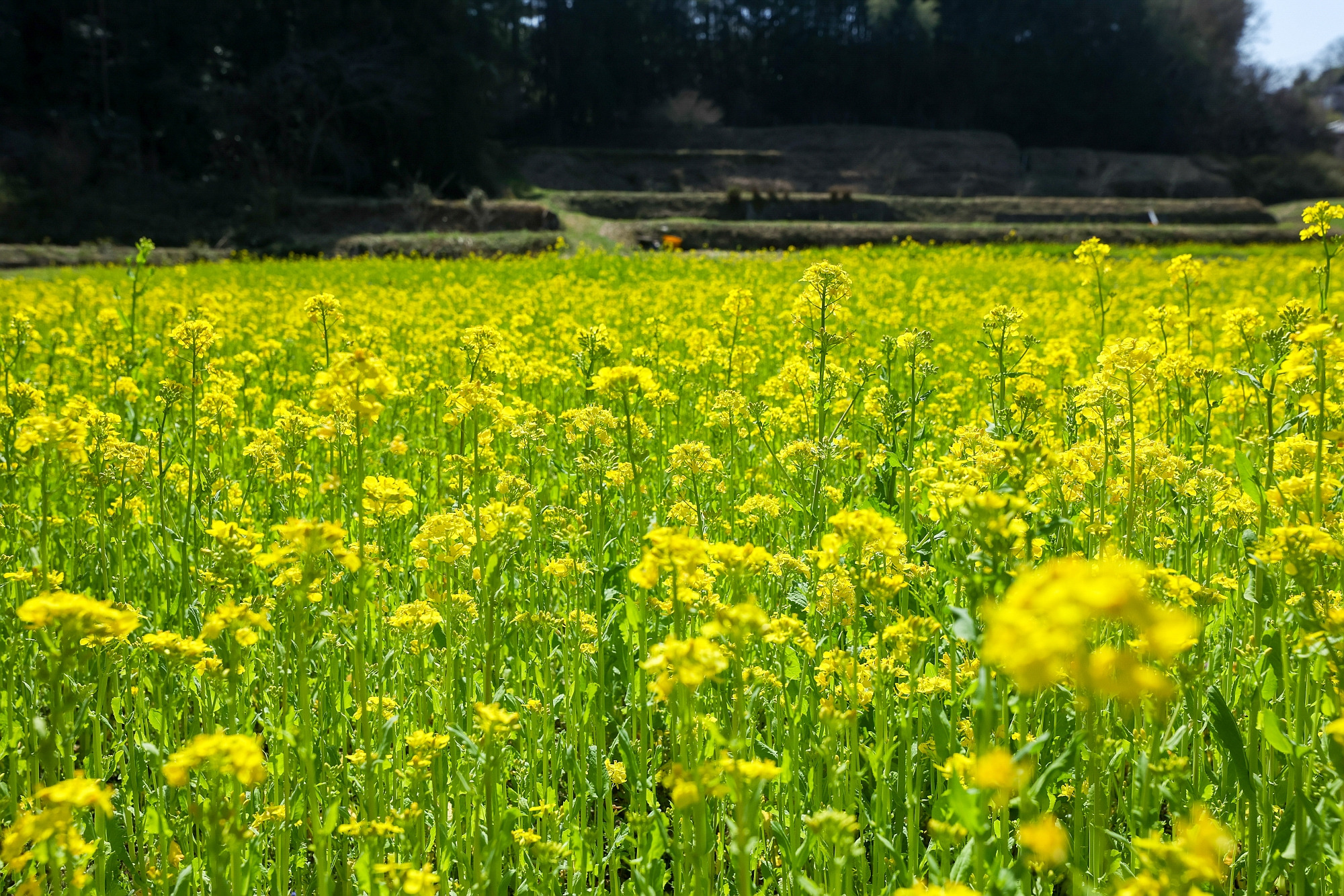 写真映えも癒やしも！「和歌山県の菜の花畑5選」周辺スポットも紹介
