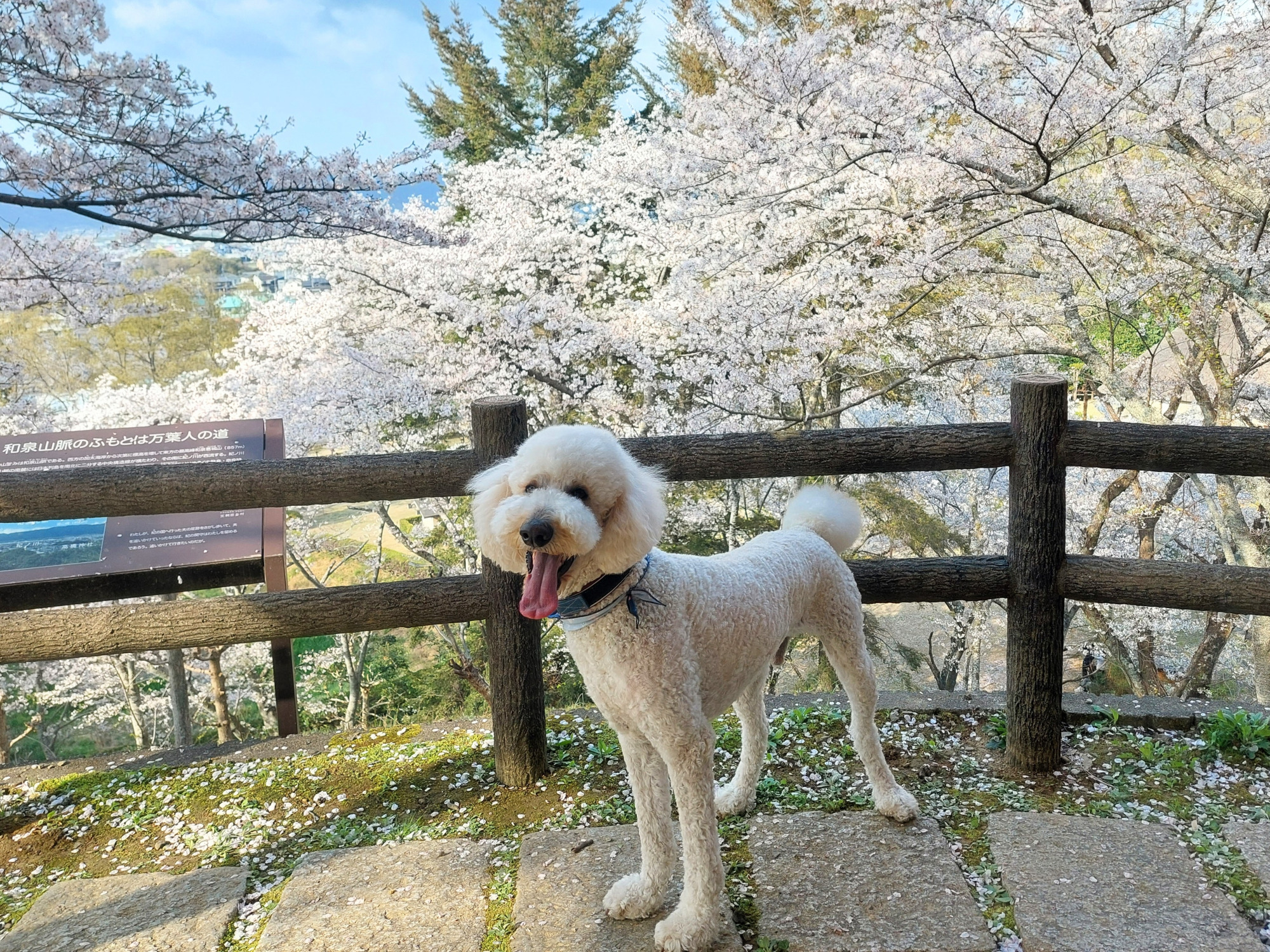 和歌山で楽しむ愛犬とお出かけ！モデルコース5プランと愛犬と訪れたいスポットまとめ
