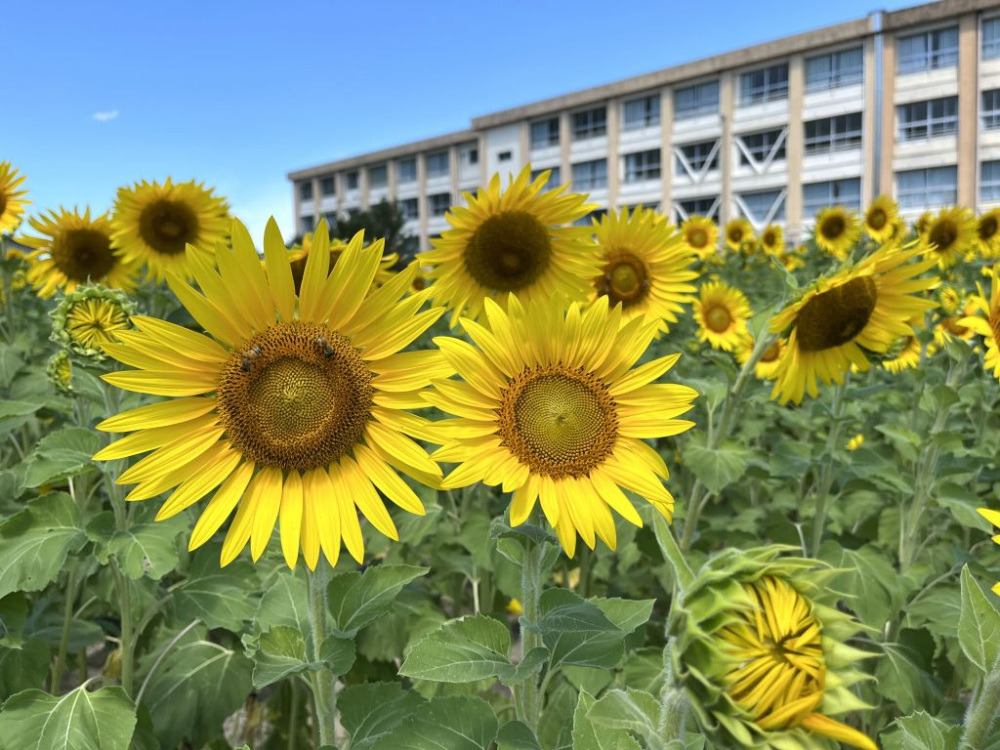2026年夏満喫! 絶景ひまわり畑と立ち寄りスポット